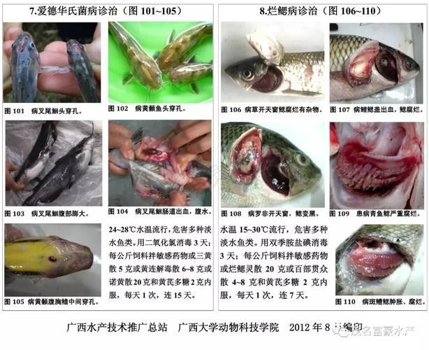 金龍魚翹尾怎么回事啊圖片