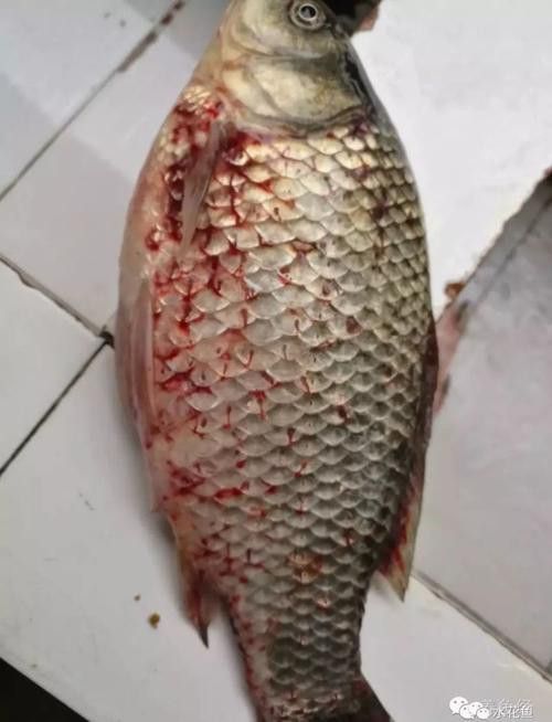 金龍魚翹尾怎么回事啊圖片