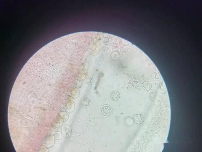 金龍魚翹尾怎么回事啊圖片