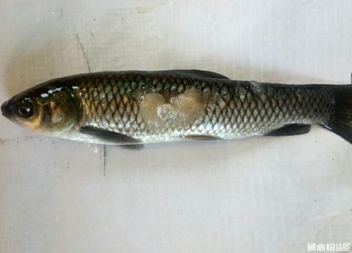 金龍魚翹尾怎么回事啊圖片