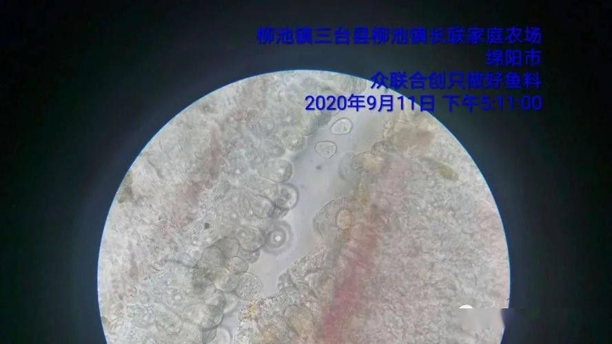 金龍魚翹尾怎么回事啊圖片