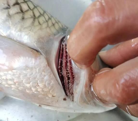 金龍魚翹尾怎么回事啊圖片