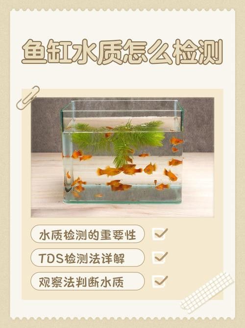 金龍魚翹尾怎么回事啊圖片