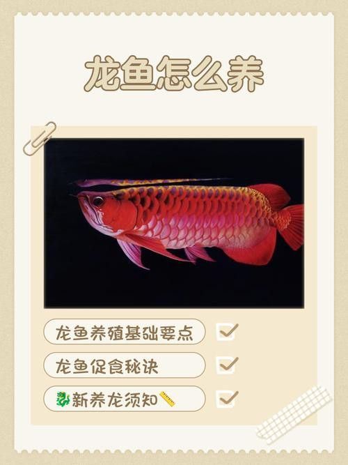 金龍魚翹尾怎么回事啊圖片