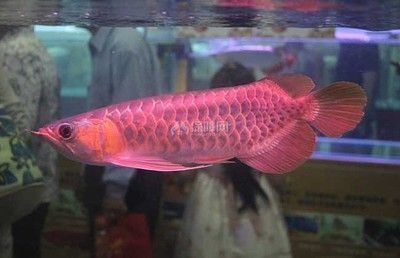 印尼小紅龍魚繁殖成功率提升方法：印尼小紅龍魚性別鑒別方法，印尼小紅龍魚繁殖期間喂食策略 印尼小紅龍魚繁殖成功率提升方法：印尼小紅龍魚性別鑒別方法，印尼小紅龍魚繁殖期間喂食策略 龍魚百科 第5張
