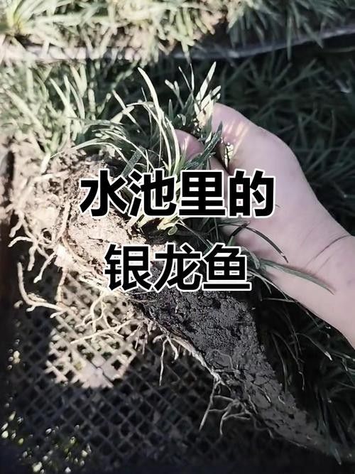 銀龍魚魚苗多久能長大啊圖片