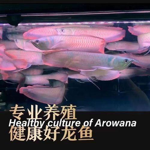 銀龍魚魚苗多久能長大啊圖片