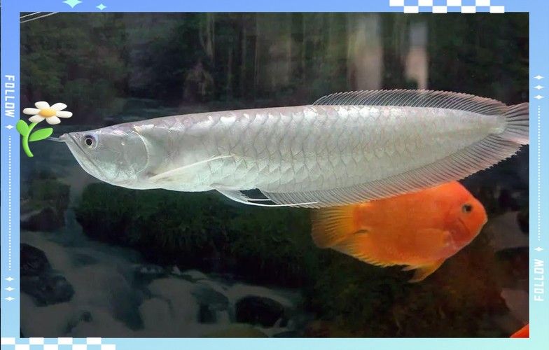 銀龍魚魚苗多久能長大啊圖片