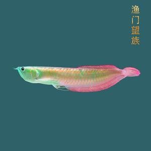 銀龍魚魚苗多久能長大啊圖片