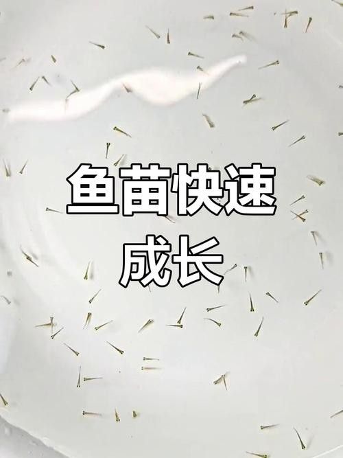 銀龍魚魚苗多久能長大啊圖片