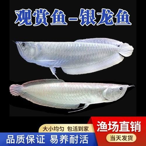 銀龍魚魚苗多久能長大啊圖片