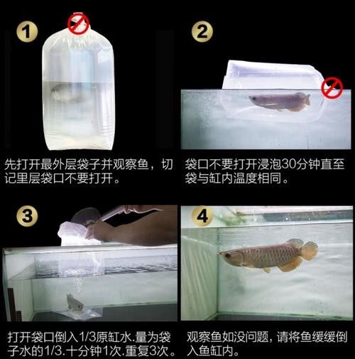 銀龍魚魚苗多久能長大啊圖片