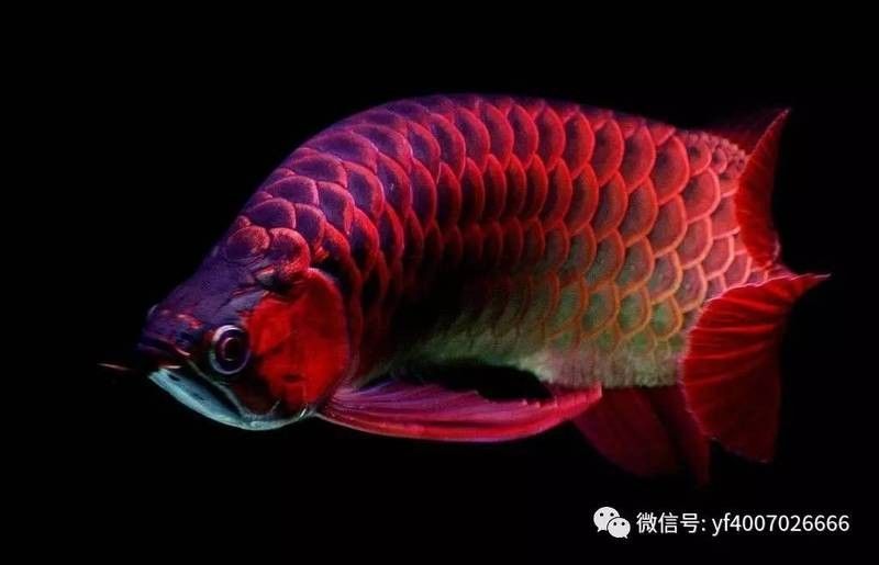 龍魚打斗會持續(xù)多久？