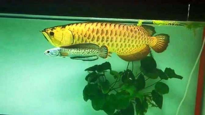 金龍魚幼苗好養嗎（金龍魚幼苗的食物選擇指南）
