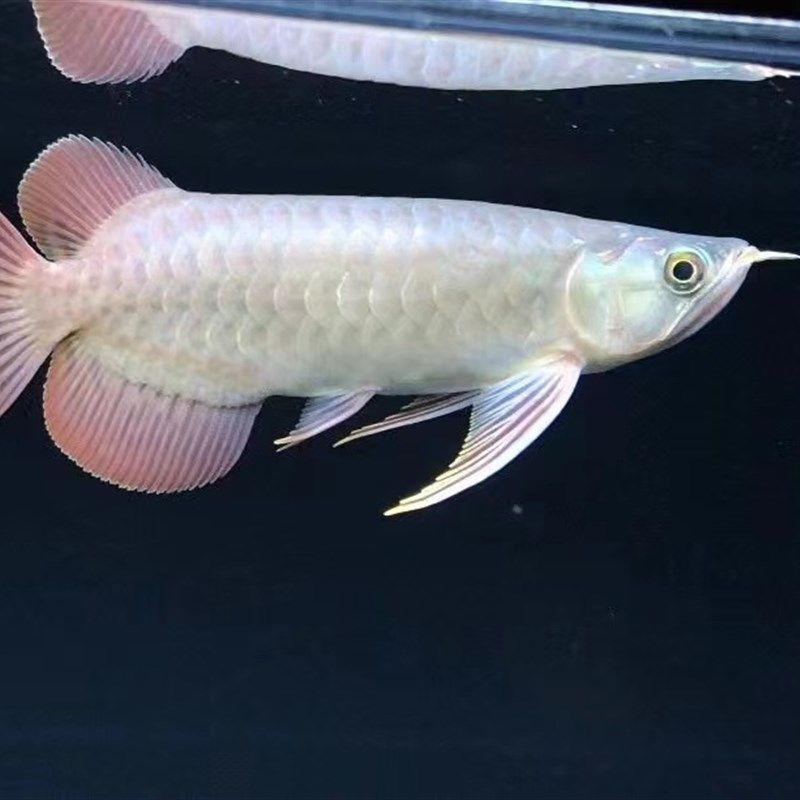 金龍魚幼苗好養(yǎng)嗎（金龍魚幼苗的食物選擇指南）