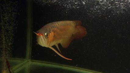 金龍魚幼苗好養(yǎng)嗎（金龍魚幼苗的食物選擇指南）