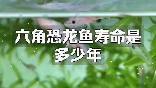 六角恐龍魚的壽命是人的多少