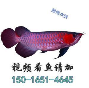 紅龍魚的品牌有哪些名字（地球上8大紅龍魚品牌有哪些）