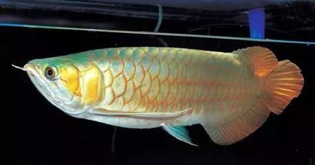 龍魚長短胡子能恢復(fù)嗎：如果龍魚的胡須斷裂或變形，能否恢復(fù)到原來的狀態(tài)呢？