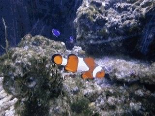 銀龍魚產卵是什么顏色的