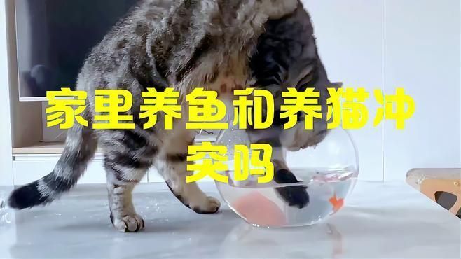 風(fēng)水上養(yǎng)貓和養(yǎng)魚(yú)有沖突嗎