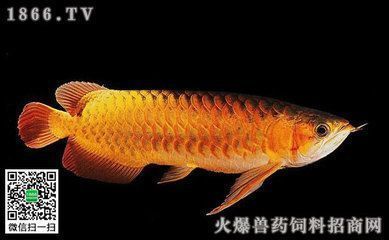 金龍魚用什么背景和底色搭配（金龍魚成年期色彩提升技巧）