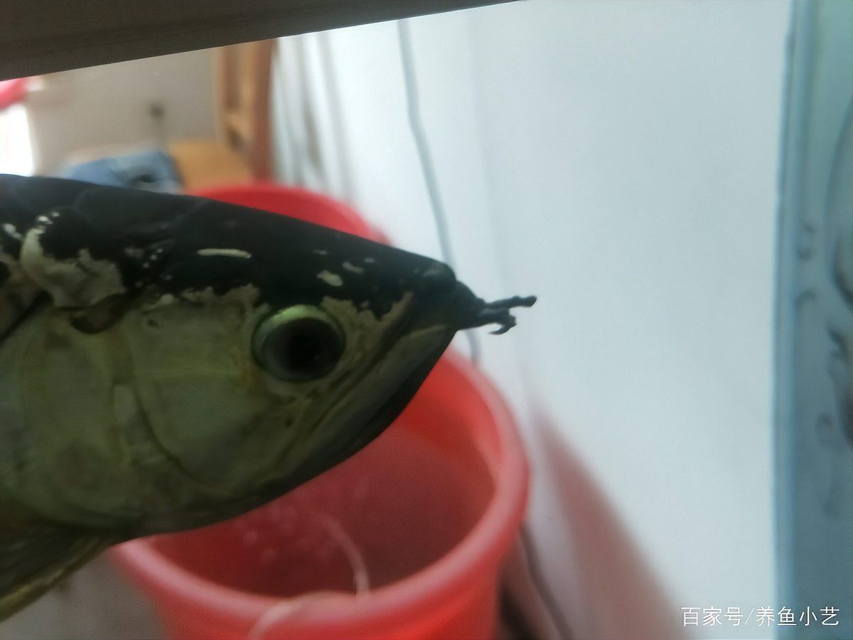 如何判斷龍魚嘴上肉球是否嚴重？