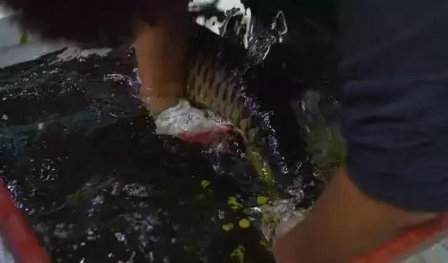 如何判斷龍魚嘴上肉球是否嚴重？