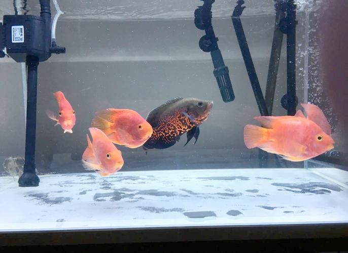 曼龍魚缸造景效果圖