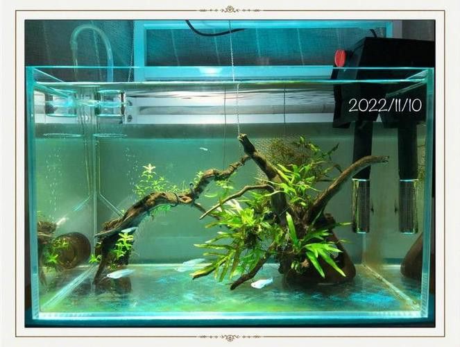 曼龍魚缸造景效果圖