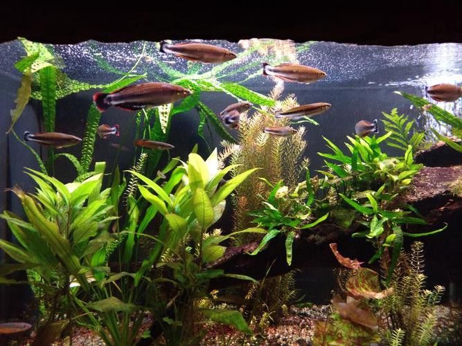 曼龍魚缸造景效果圖