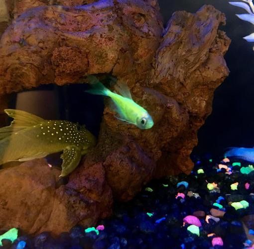 曼龍魚缸造景效果圖