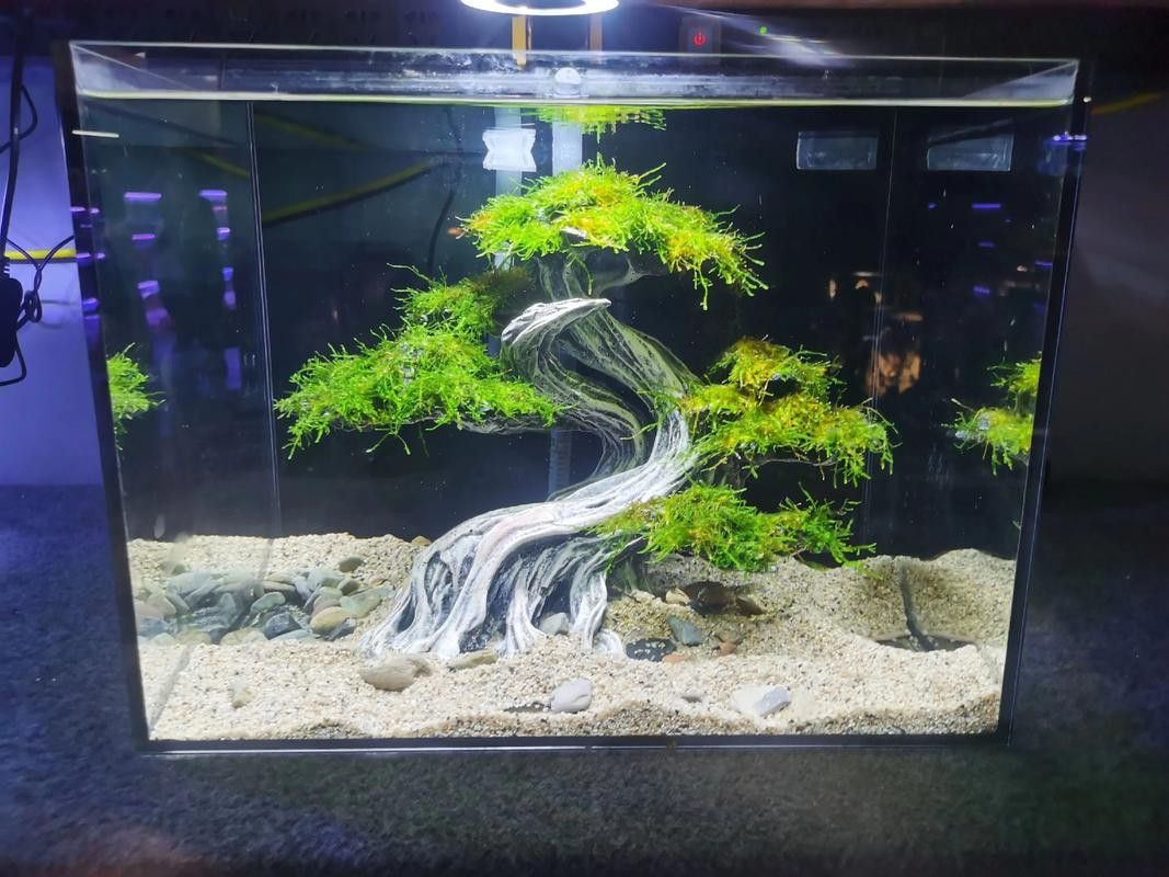 曼龍魚缸造景效果圖