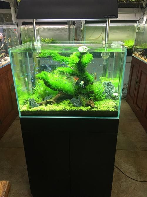 曼龍魚缸造景效果圖