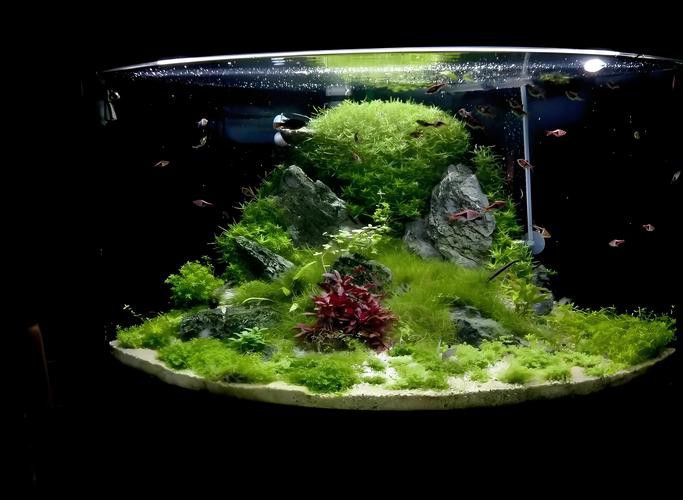 曼龍魚缸造景效果圖