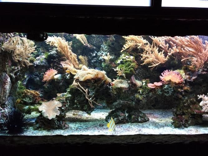 曼龍魚缸造景效果圖