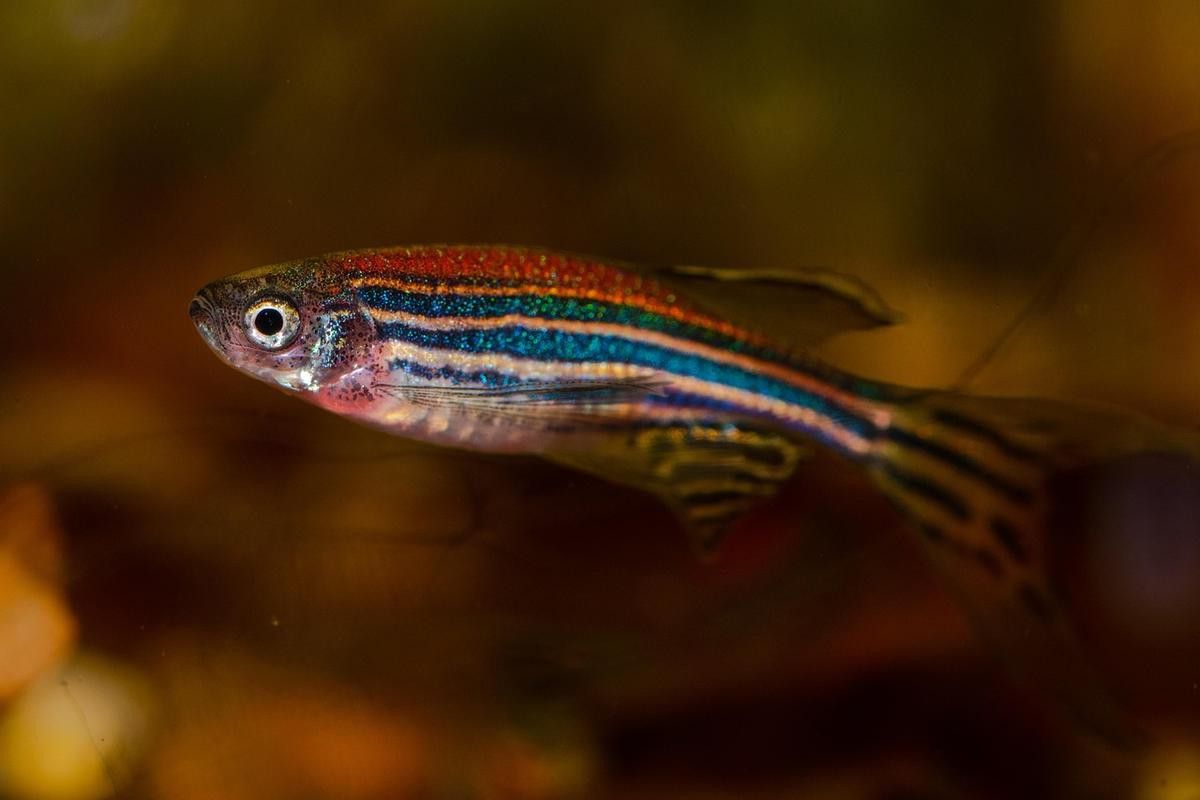 曼龍魚缸造景效果圖