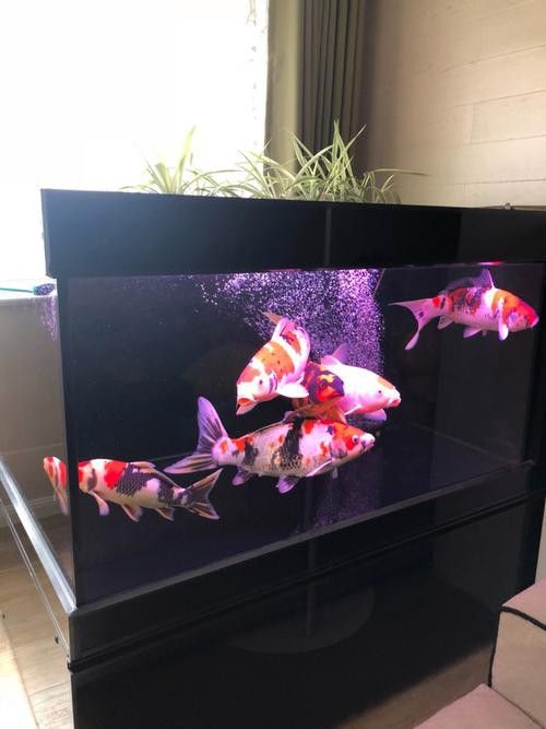 曼龍魚缸造景效果圖