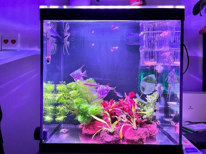 曼龍魚缸造景效果圖