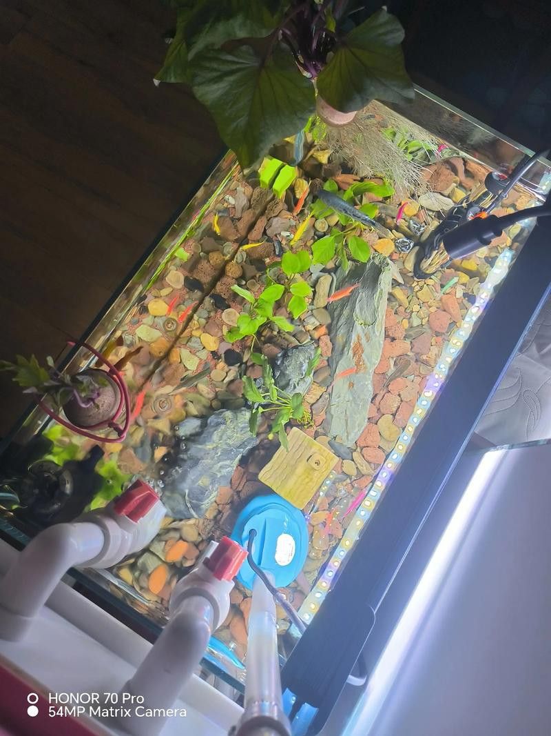 曼龍魚缸造景效果圖