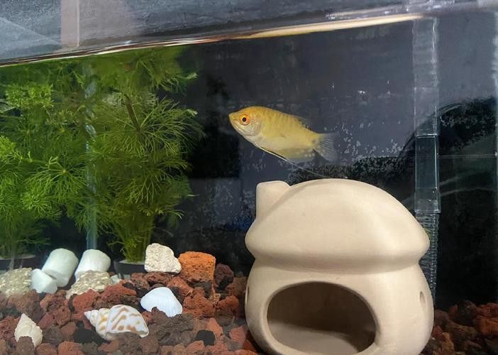曼龍魚缸造景效果圖
