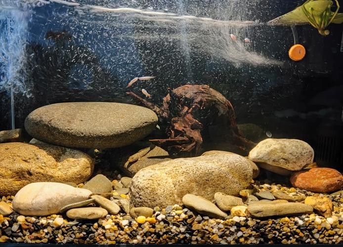 曼龍魚缸造景效果圖