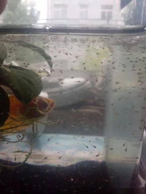 曼龍魚缸造景效果圖