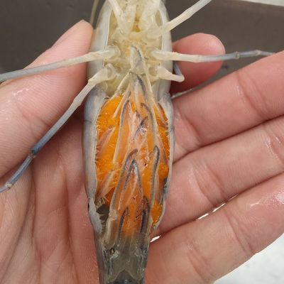 小龍魚喂食帶殼蝦不消化的原因：小龍魚喂食帶殼蝦不消化的原因有哪些？