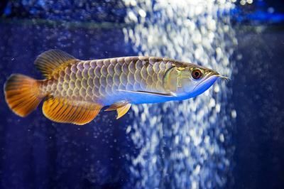 杭州金龍魚熱帶魚養殖基地在哪里啊電話，杭州金龍魚養殖基地