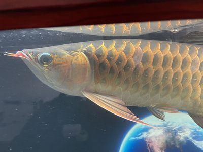 龍魚蹭缸甩頭：龍魚蹭缸和甩頭可能是由多種原因引起的，龍魚蹭缸甩頭