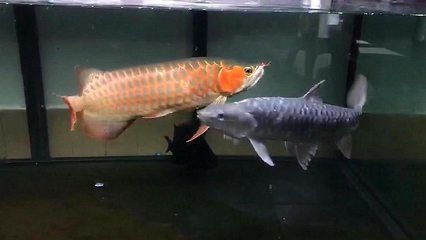 龍魚被壓制：如何防止金龍魚被小魚咬傷