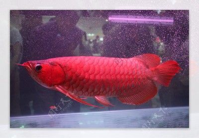 紅龍魚晚上撞缸：紅龍魚晚上撞缸是由于水質(zhì)問題、外界刺激、魚缸尺寸不足、魚缸尺寸不足