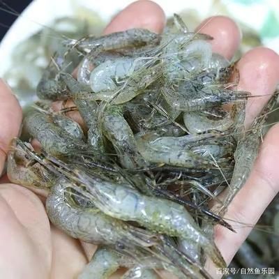 龍魚不吃河蝦的原因:龍魚不吃河蝦的原因是什么,龍魚不吃河蝦的原因有哪些