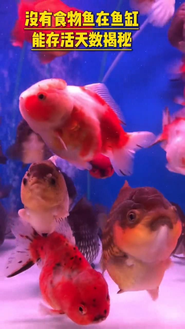 恐龍魚不吃東西能活幾天嗎